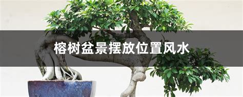 榕樹風水禁忌|榕树盆景风水详解（摆放位置、作用、风水禁忌）